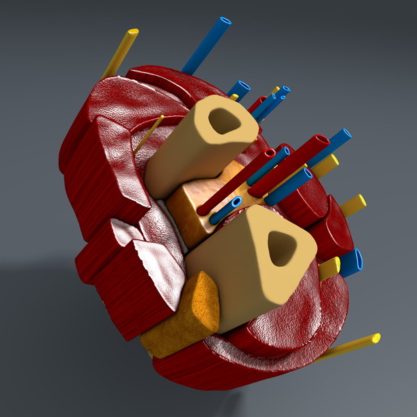 3d model of cross section human forearm - Human forearm (anatomical correct cross section)... by scyrus